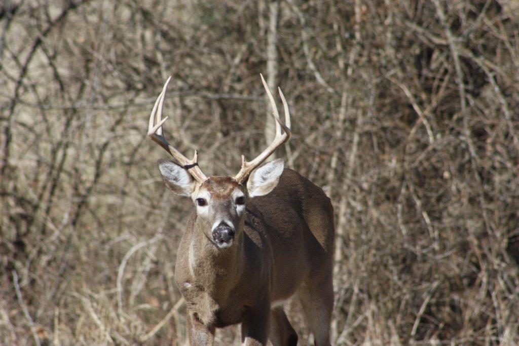 deer cleaning gloves